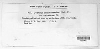 Coprinopsis atramentaria image